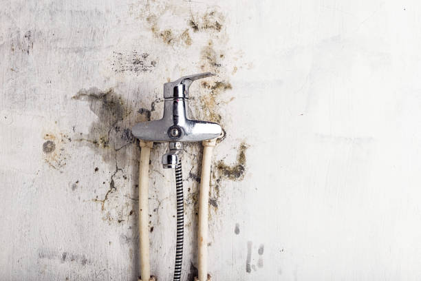 Best Mold Testing  in Hallstead, PA