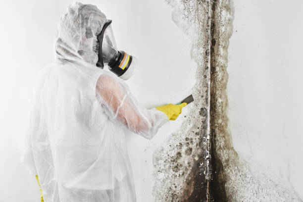Best Mold Cleaning Services  in Hallstead, PA