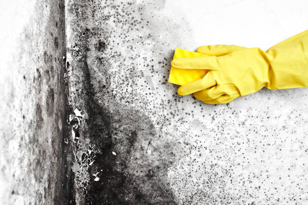 Best Same-Day Mold Removal  in Hallstead, PA