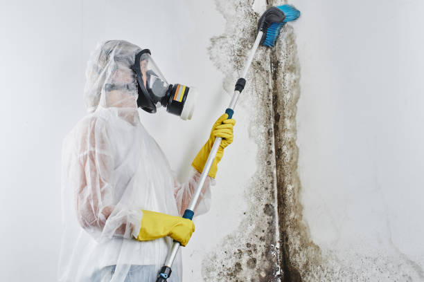 Best Mold Remediation  in Hallstead, PA