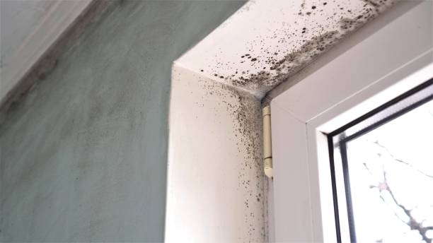 Best Emergency Mold Removal  in Hallstead, PA