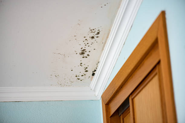 Home Mold Removal in Hallstead, PA