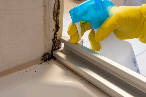 Best Certified Mold Removal  in Hallstead, PA