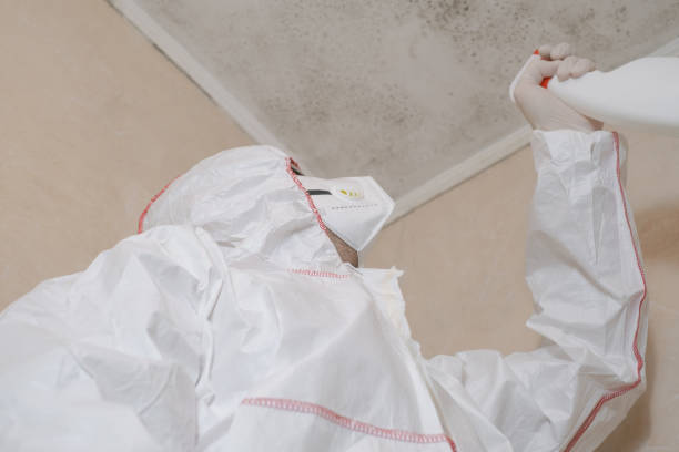 Best Mold Remediation  in Hallstead, PA