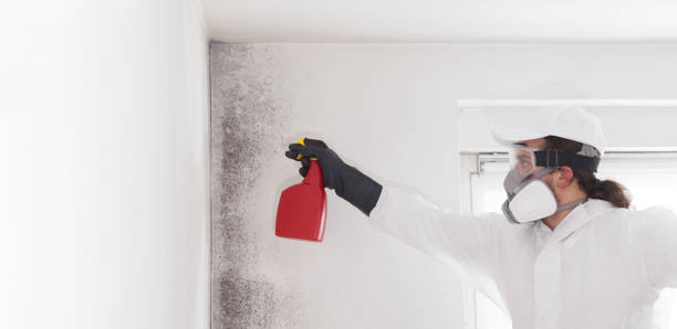 Best Residential Mold Removal  in Hallstead, PA
