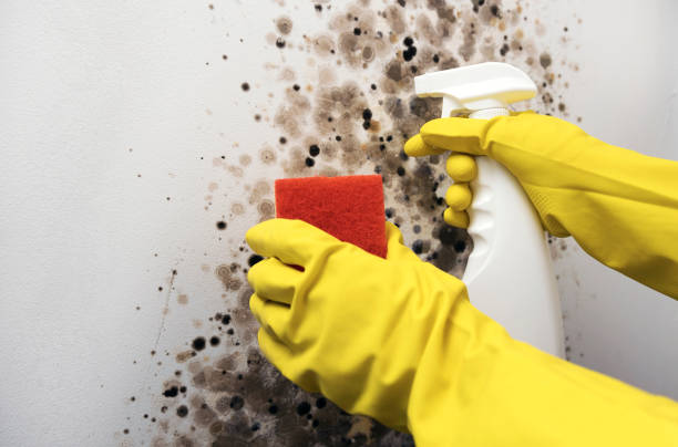 Best Affordable Mold Removal  in Hallstead, PA