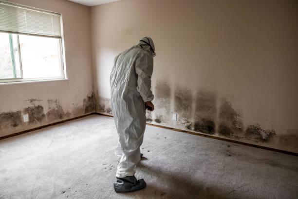 Mold Testing and Removal in Hallstead, PA