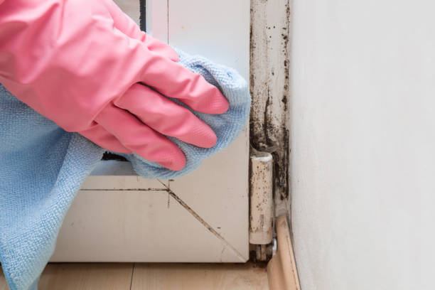 Professional Mold Removal in Hallstead, PA